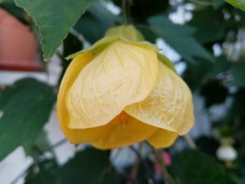  - Abutilon 2020