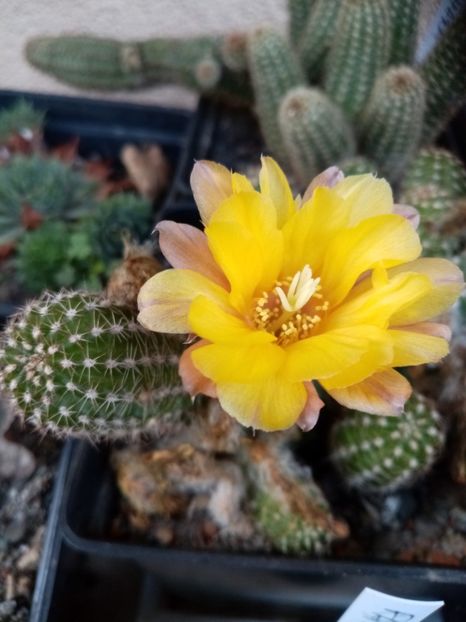  - Cactusi suculente 2020