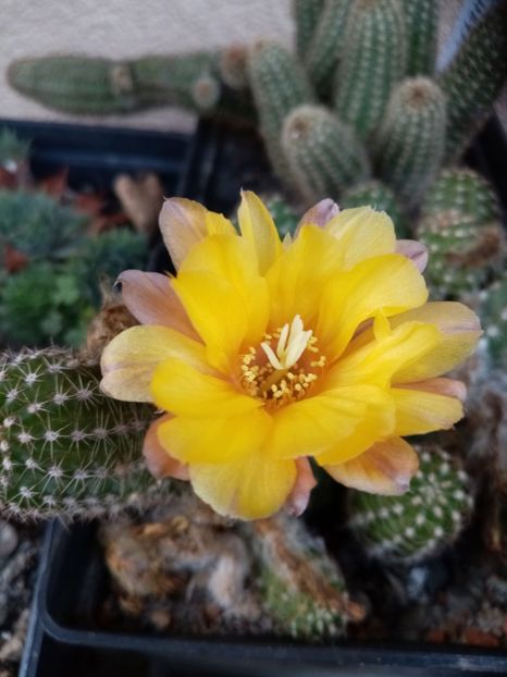  - Cactusi suculente 2020