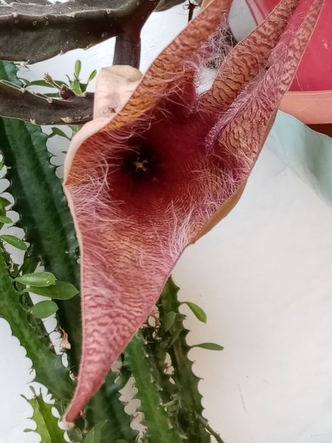  - Cactusi suculente 2020