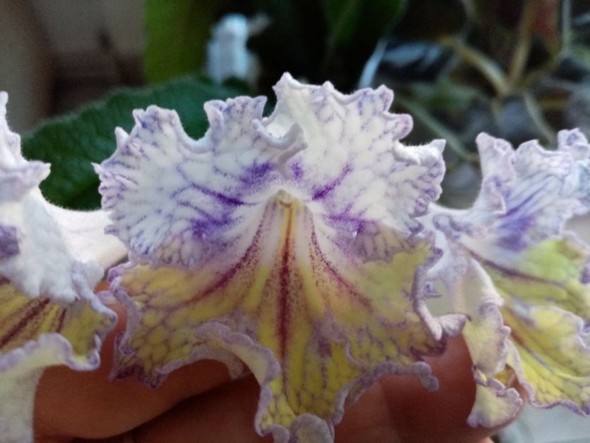  - Streptocarpusi 2020