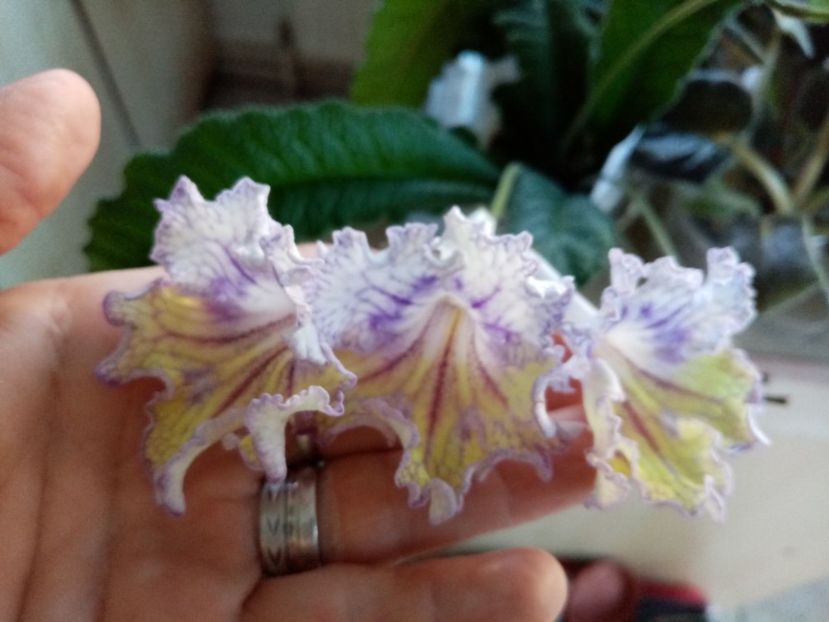  - Streptocarpusi 2020