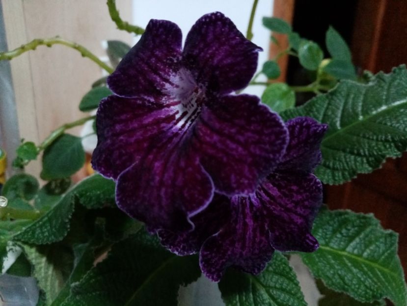  - Streptocarpusi 2020