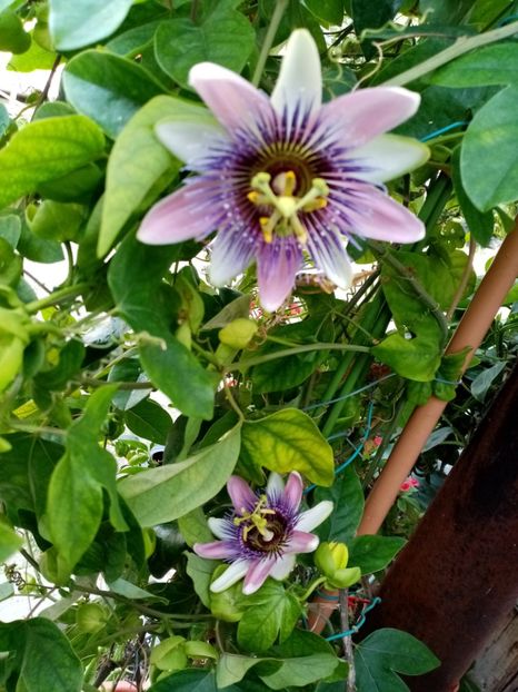  - Passiflora 2020