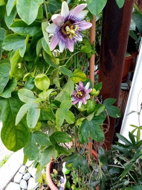  - Passiflora 2020