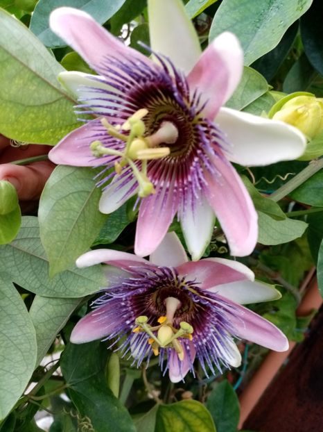  - Passiflora 2020