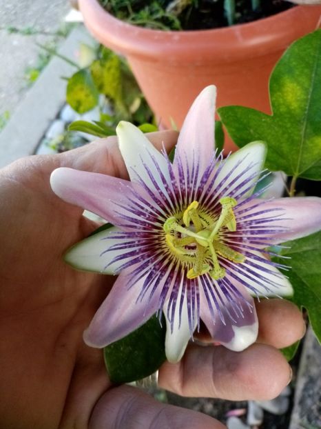  - Passiflora 2020