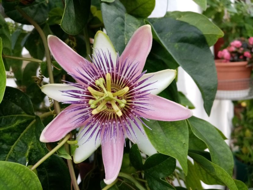  - Passiflora 2020