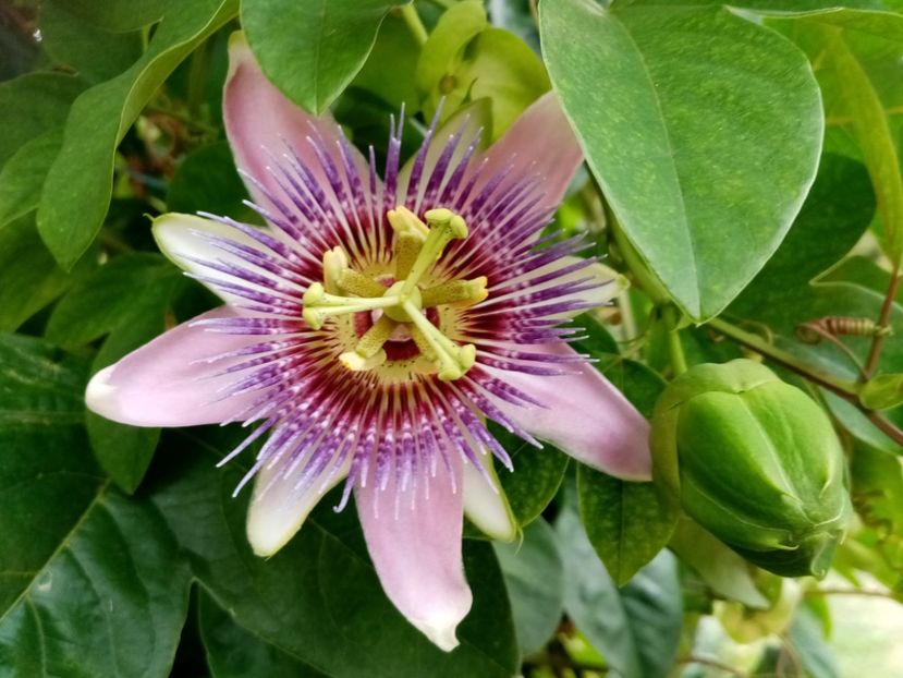  - Passiflora 2020