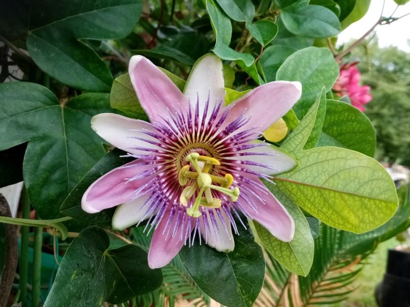  - Passiflora 2020