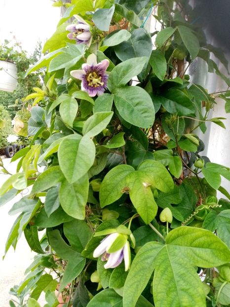  - Passiflora 2020