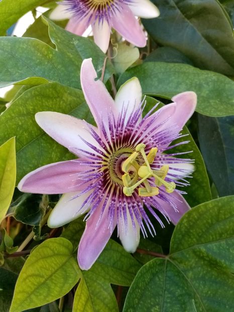  - Passiflora 2020