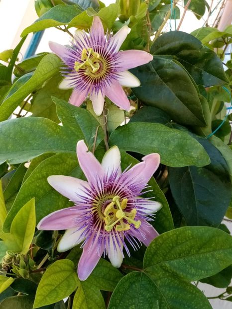  - Passiflora 2020