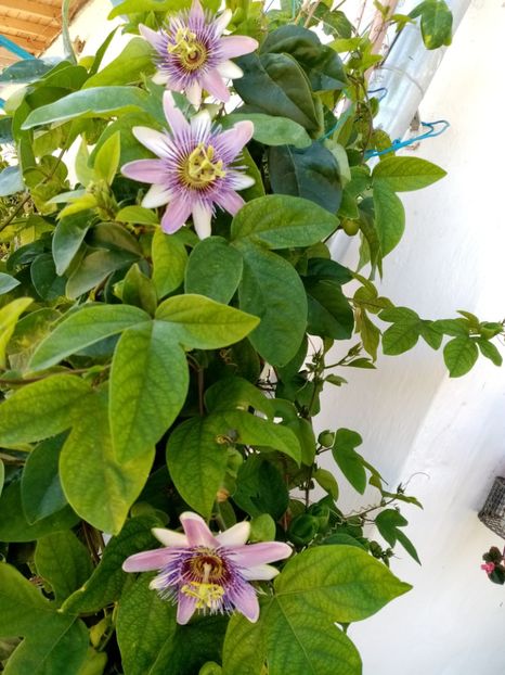  - Passiflora 2020