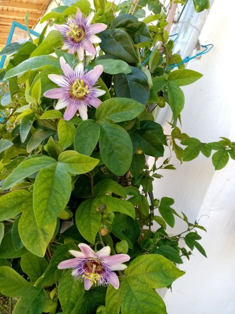  - Passiflora 2020