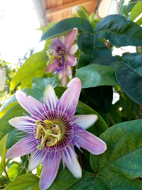  - Passiflora 2020