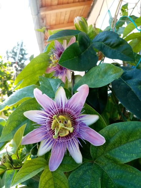  - Passiflora 2020