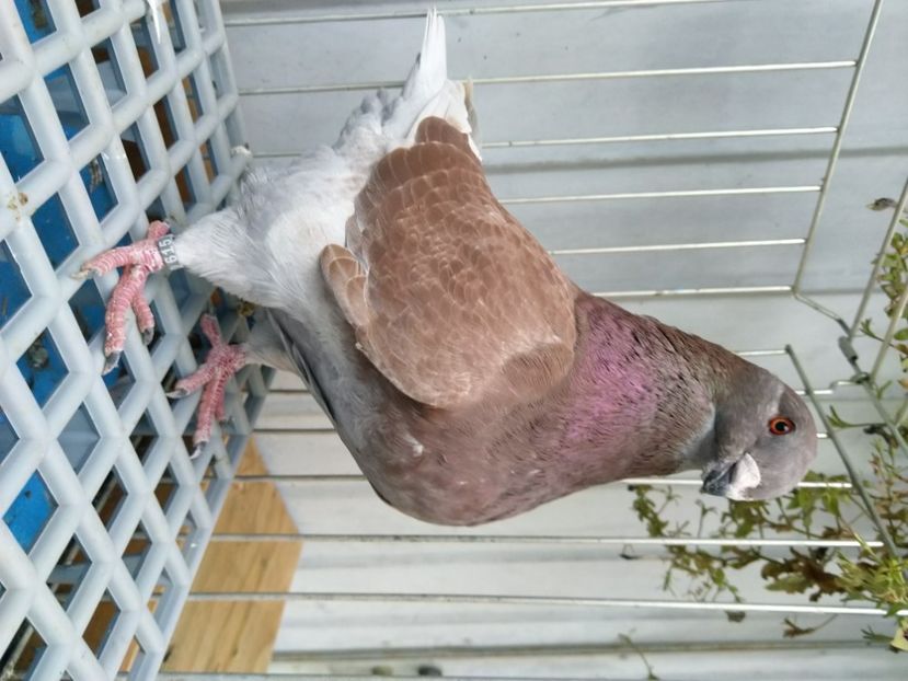 D615 mascul 2020 Ion Radu - Porumbei vânduți