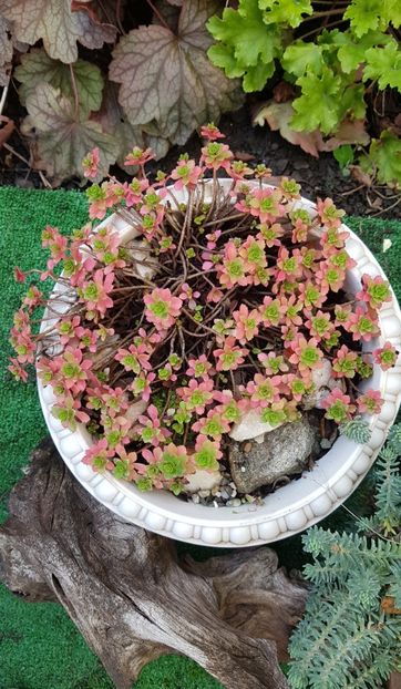 Sedum - Suculente de exterior 2018-2021