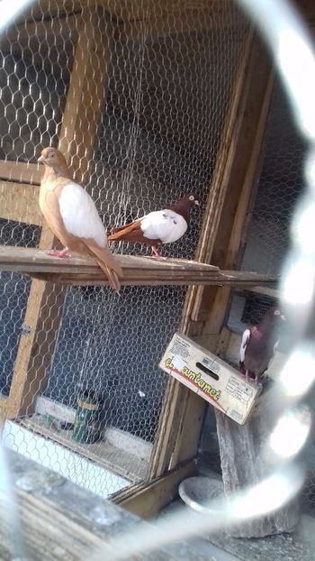  - OGLINDATI DE BUDAPESTA