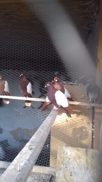  - OGLINDATI DE BUDAPESTA