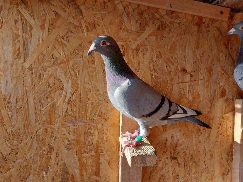 417003-2018-F  - VANDUTA - VANDUTI 2018-2019-2020