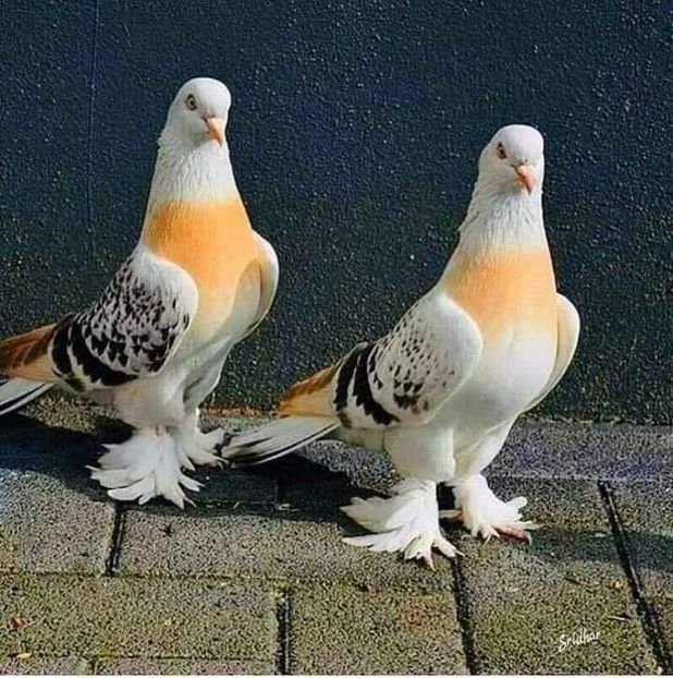  - NU AMI APARTIN 2020