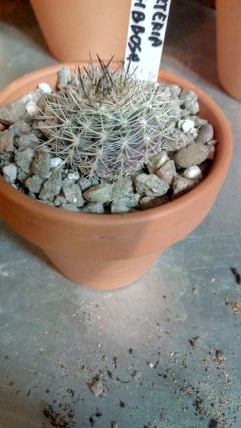 N. subgibbosa CH1606 - Neoporteria ---eriosyce