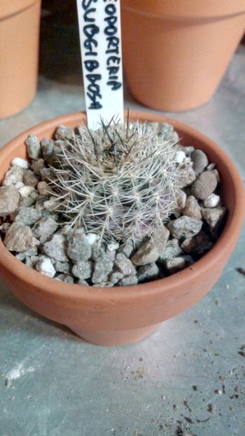 N. subgibbosa CH1606 - Neoporteria ---eriosyce