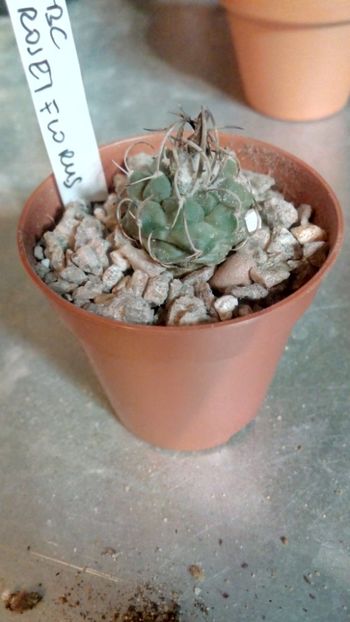 T. roseiflorus - Turbinicarpus