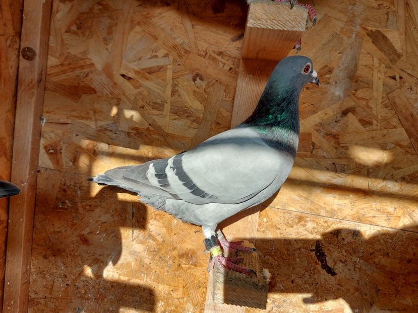 VANDUT - VANDUTI 2018-2019-2020