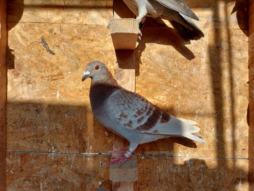 VANDUT - VANDUTI 2018-2019-2020