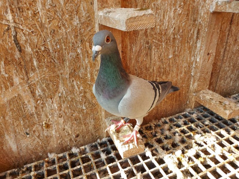 VANDUT - VANDUTI 2018-2019-2020