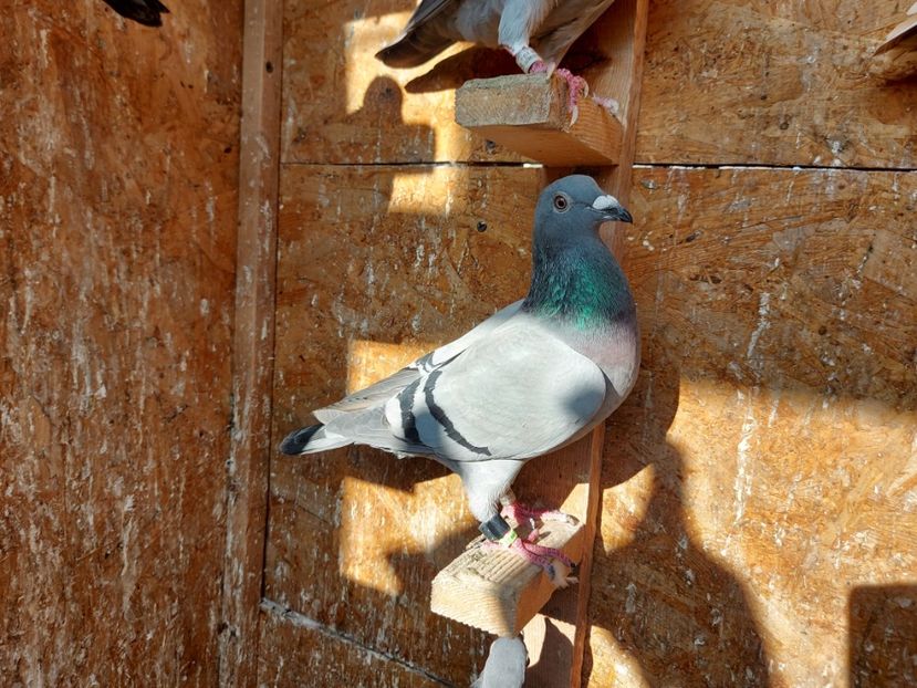 VANDUT - VANDUTI 2018-2019-2020