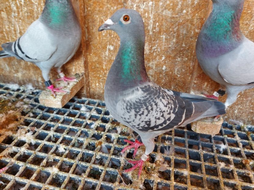 VANDUT - VANDUTI 2018-2019-2020