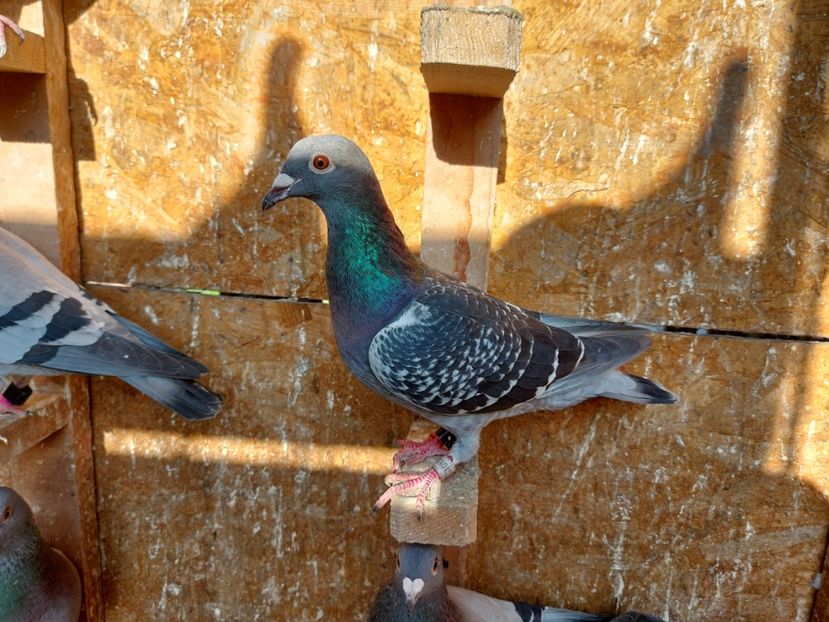 VANDUT - VANDUTI 2018-2019-2020