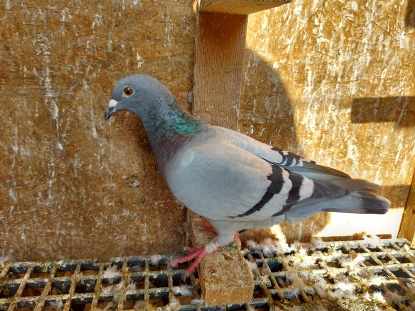 VANDUT - VANDUTI 2018-2019-2020