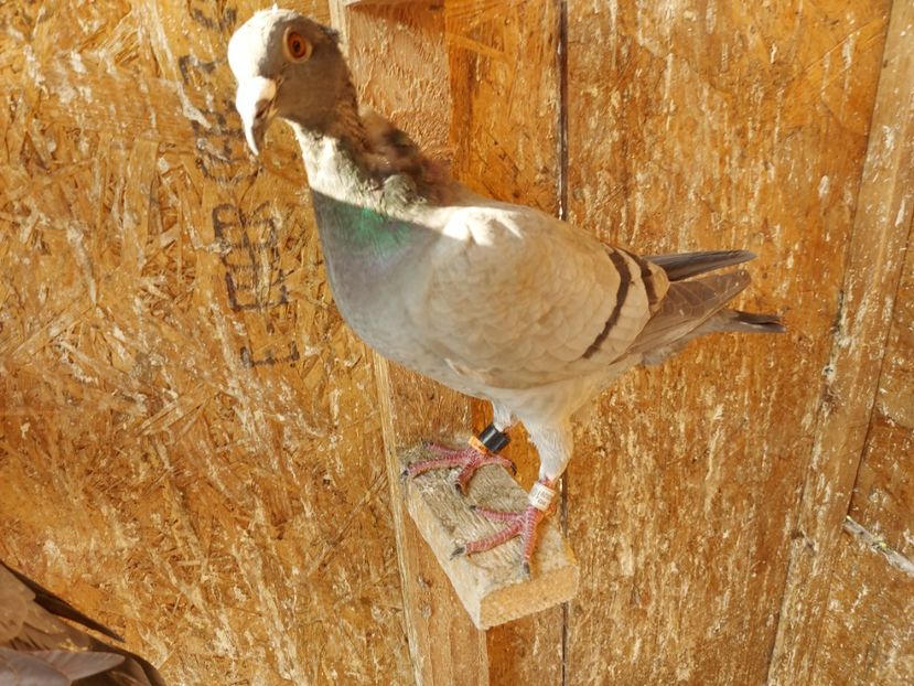 VANDUTA - VANDUTI 2018-2019-2020