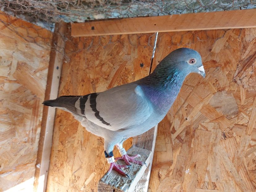 VANDUT - VANDUTI 2018-2019-2020