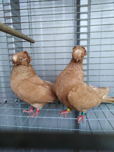  - Dublumotat de ardeal