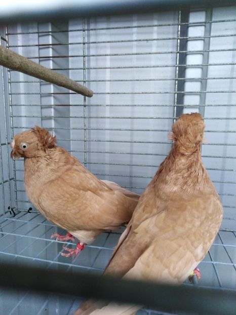  - Dublumotat de ardeal