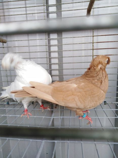  - Dublumotat de ardeal