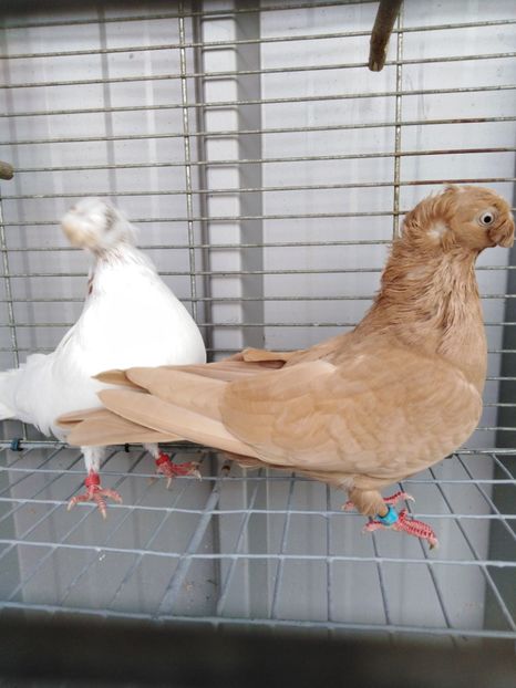  - Dublumotat de ardeal