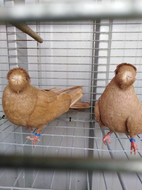  - Dublumotat de ardeal