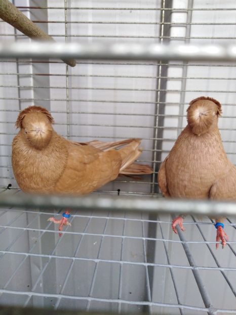  - Dublumotat de ardeal