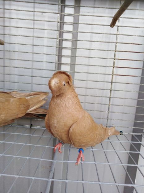  - Dublumotat de ardeal