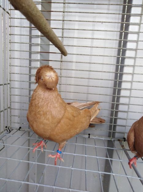  - Dublumotat de ardeal