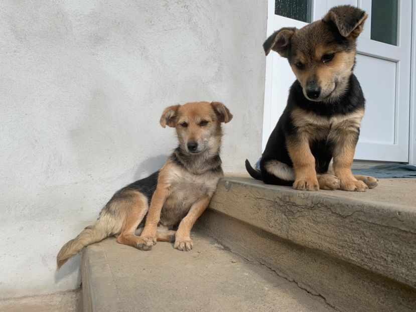 3516A678-2F88-4E34-8216-96696105D7AF - Animale de companie