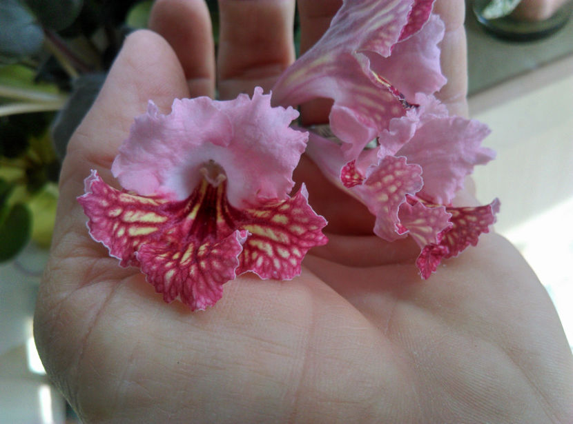  - Streptocarpusi 2020