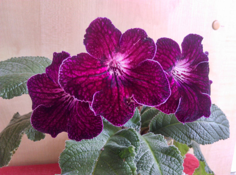  - Streptocarpusi 2020